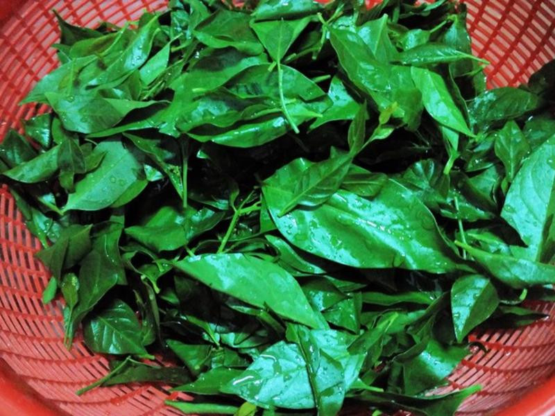 ɽ��Ҷ������������