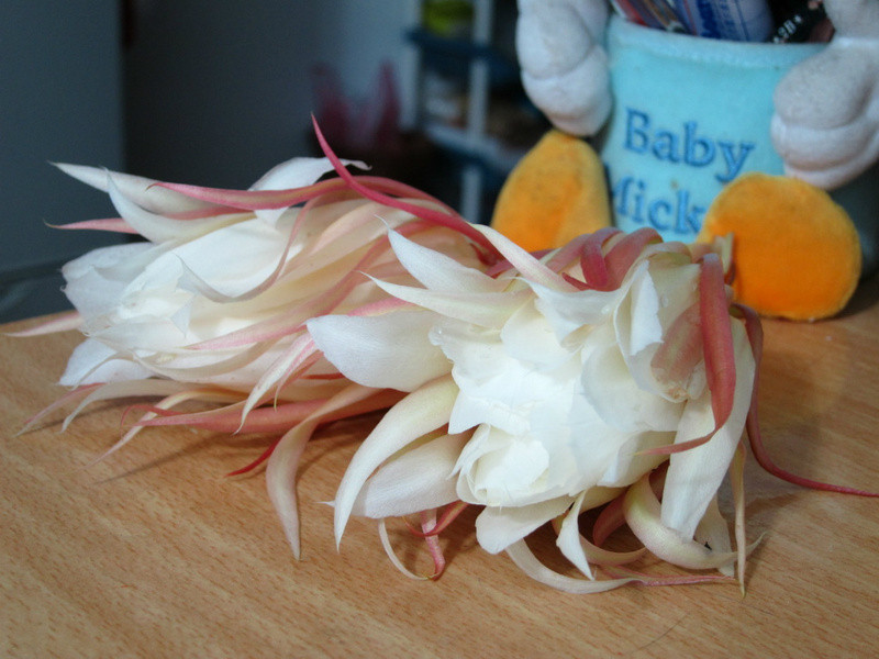 ��Ƭ��꼻�������