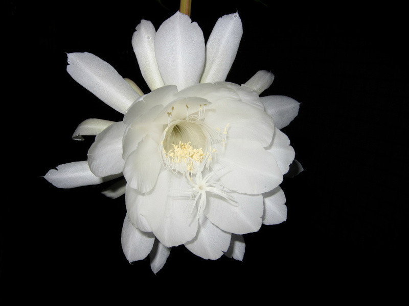 ��Ƭ��꼻�������