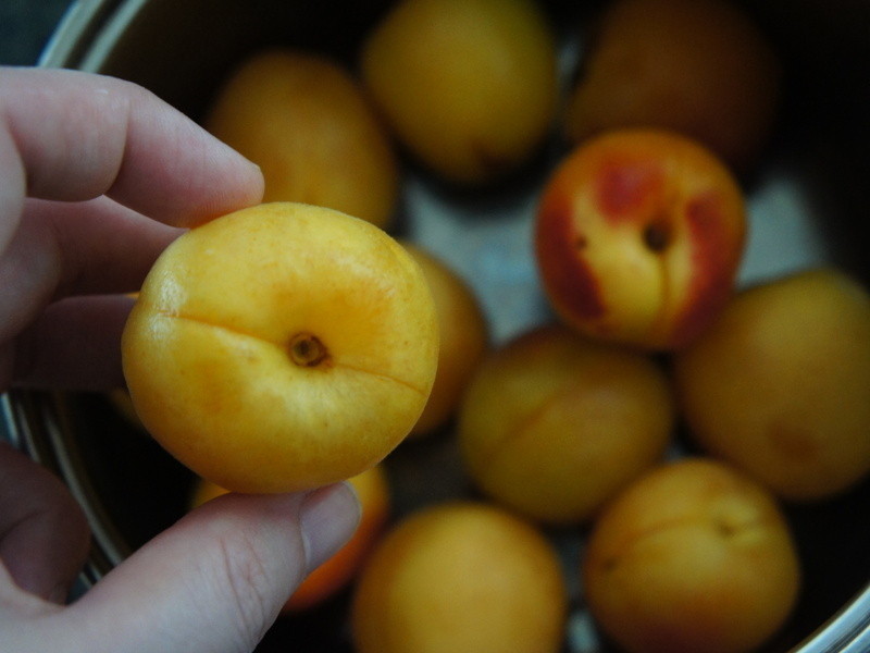 ���ҹ���������