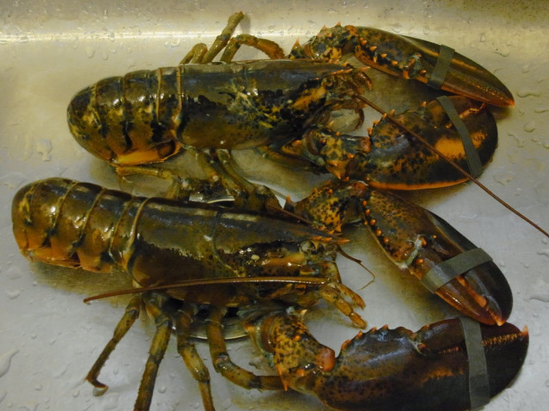 ����Ϻ������