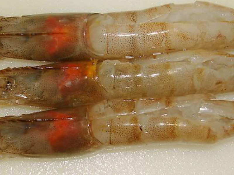 ����ɯɯ��������Ϻ������