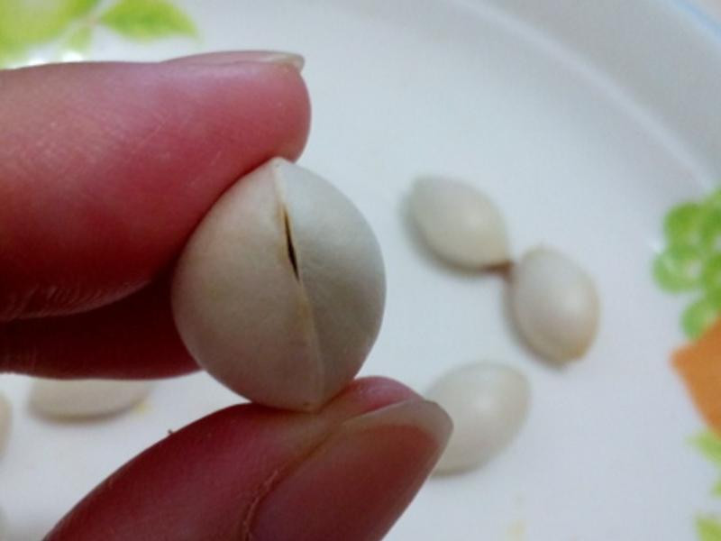 ΢��¯ ȥ �׹� �ǵ�����