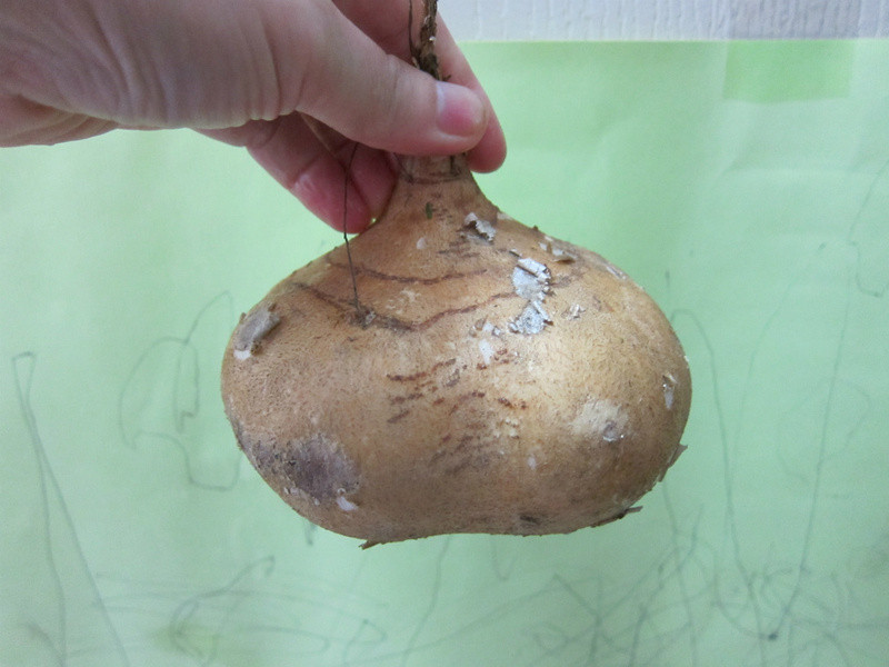 ����(̨��)������