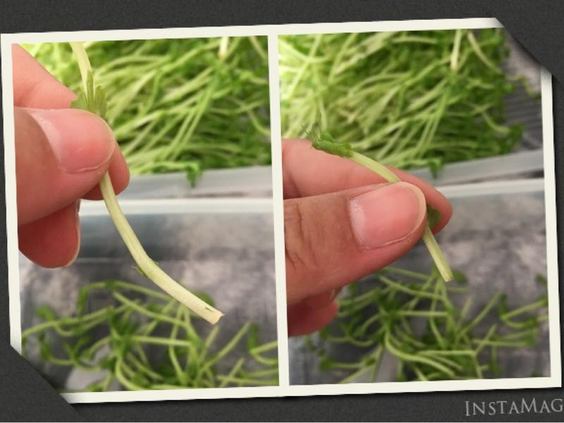 �㶹���������