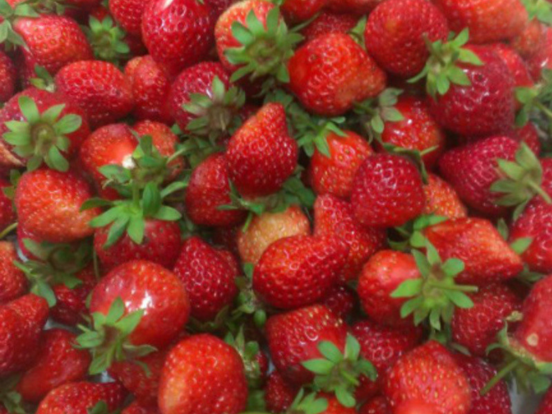 ���ʲ�ݮ����������