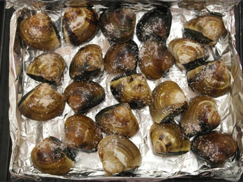 ����������ο�����!!������