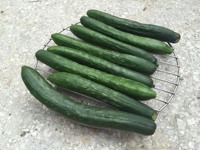 ������������ƹϵ�����