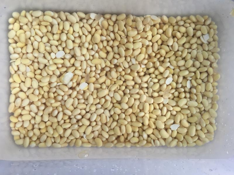 ���ư״׵㶹��������