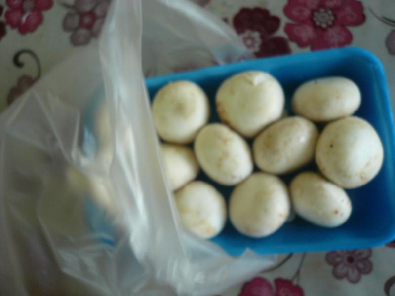 ��ζ�������Ģ��������