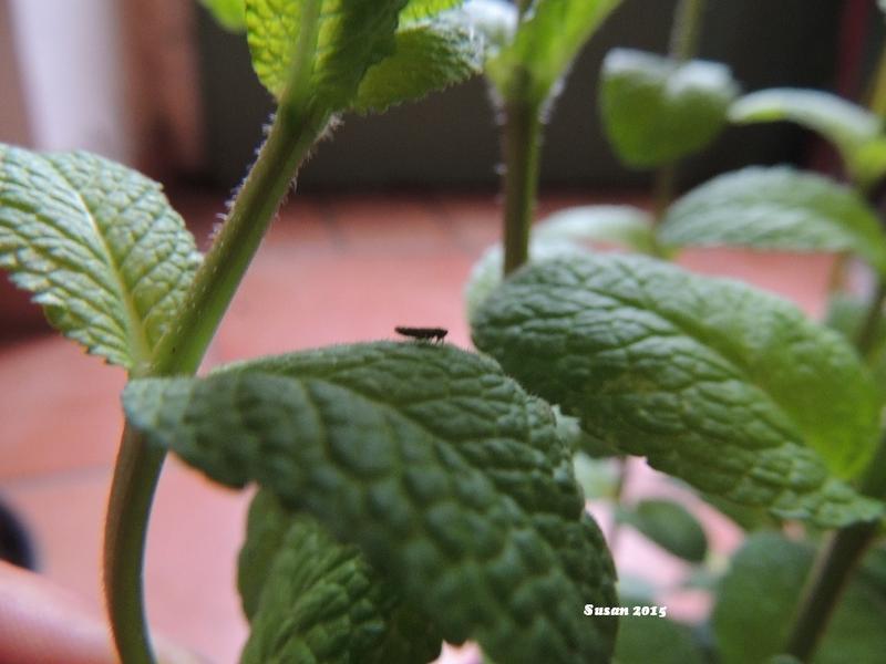 Ïã²ÝʹÓõÄ×ö·¨