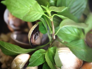 �Ų������[���׺���ʳ��]������