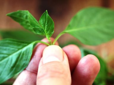 �Ų������[���׺���ʳ��]������