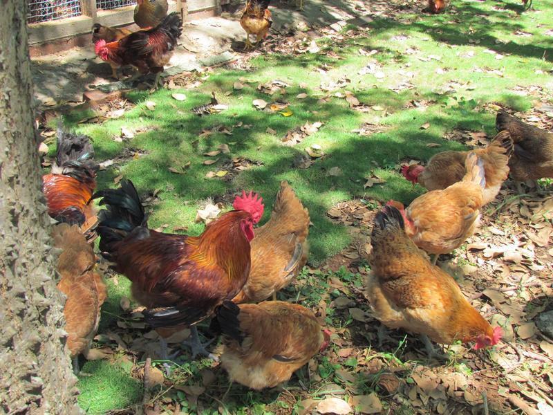 ����Ȼ�����Ŀ��ּ��������ǲ輦����������