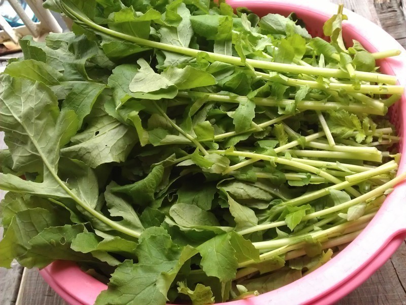 �����ܲ�Ҷѩ��������