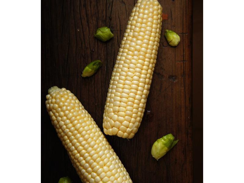 ViVi - ���޲˳����׵�����