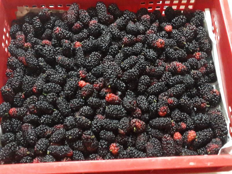 ��ɣ驴׵�����