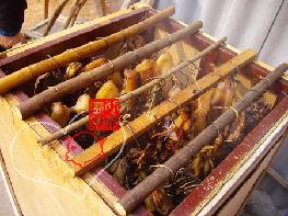 ���ڳ�ɳ��ζ������������