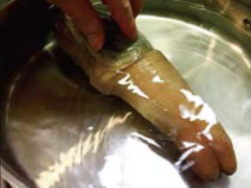 ��ʽ�ͷ綥�ϰ�������