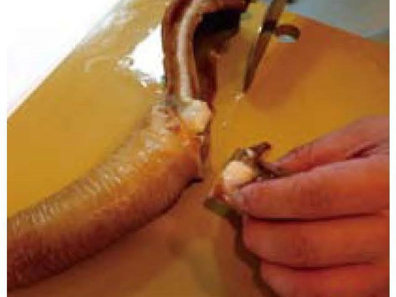 ��ʽ�ͷ綥�ϰ�������