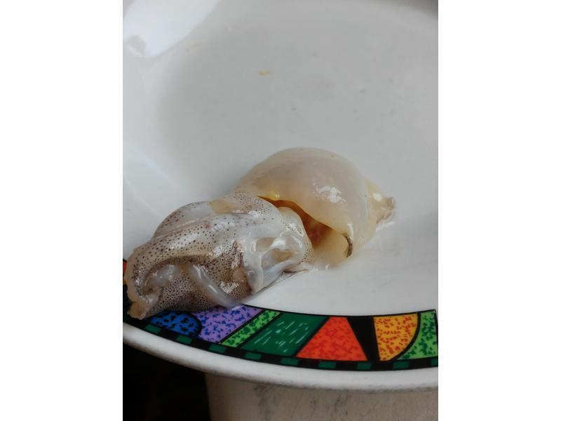 �ɹ���������X������С��֦������