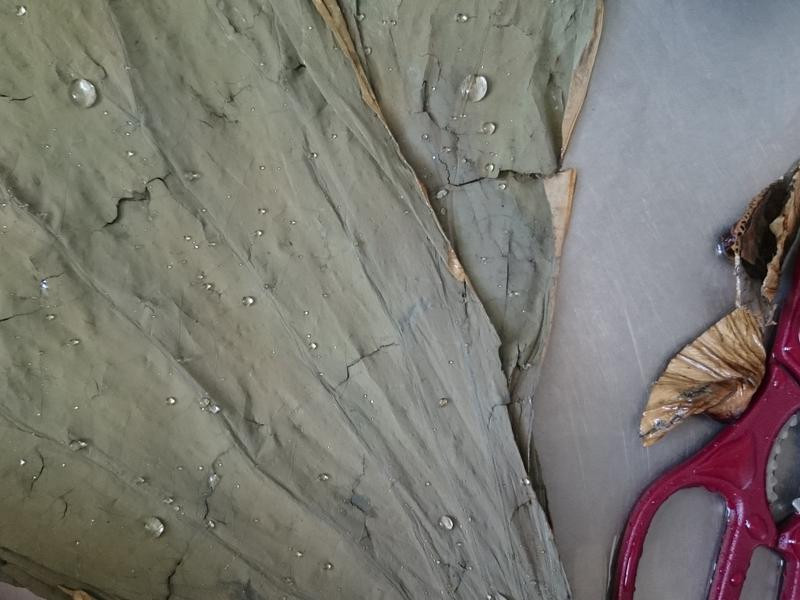 ��Ҷ�����ӵ�����