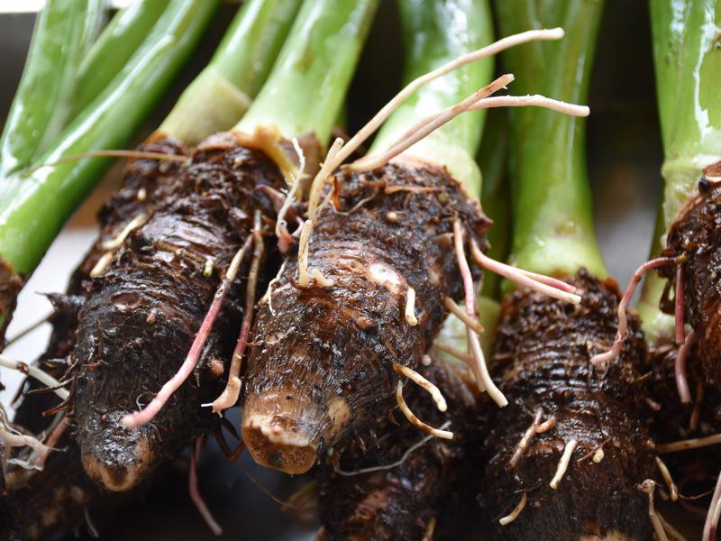 ԭ����ͷ��������