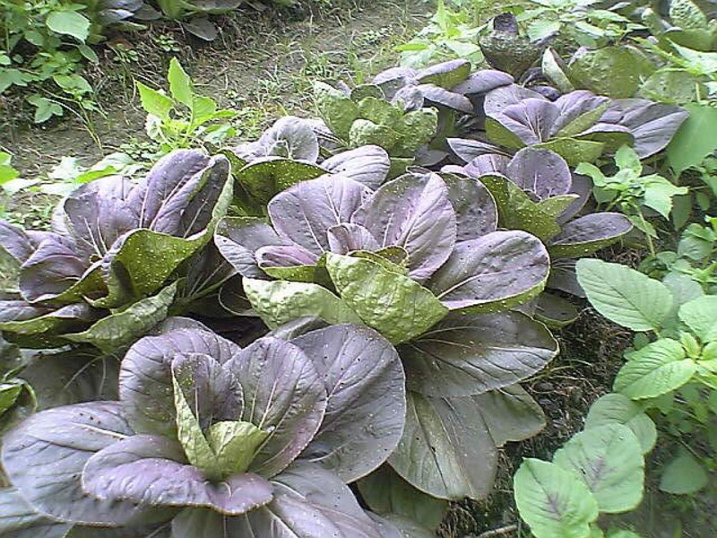 �峴��ɫ�཭�˵�����