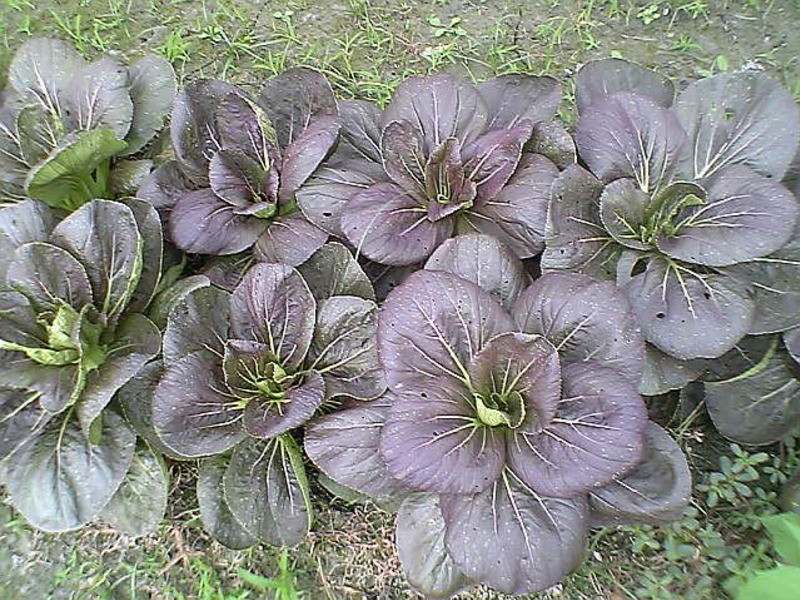 �峴��ɫ�཭�˵�����