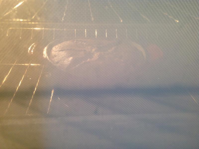 LC �������濾���������ݷ㵰��?!!!������