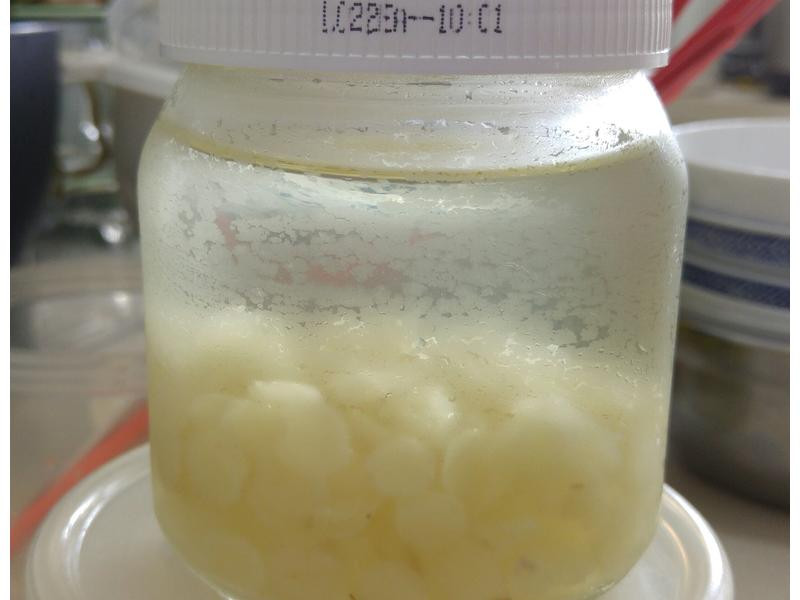 ������?ѩ���ӵ�����