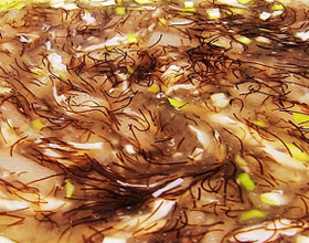 �������˸�������