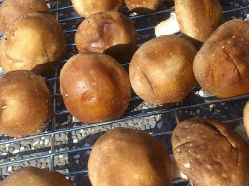 ���Ƹ����㹽������