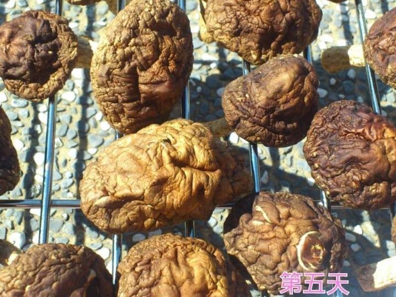 ���Ƹ����㹽������