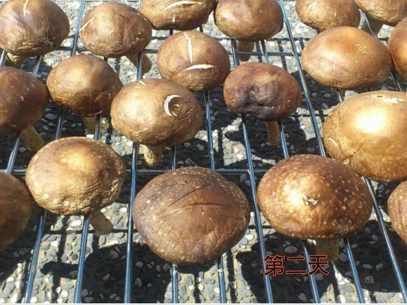 ���Ƹ����㹽������