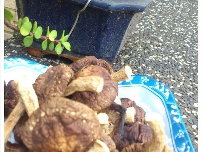 ���Ƹ����㹽������