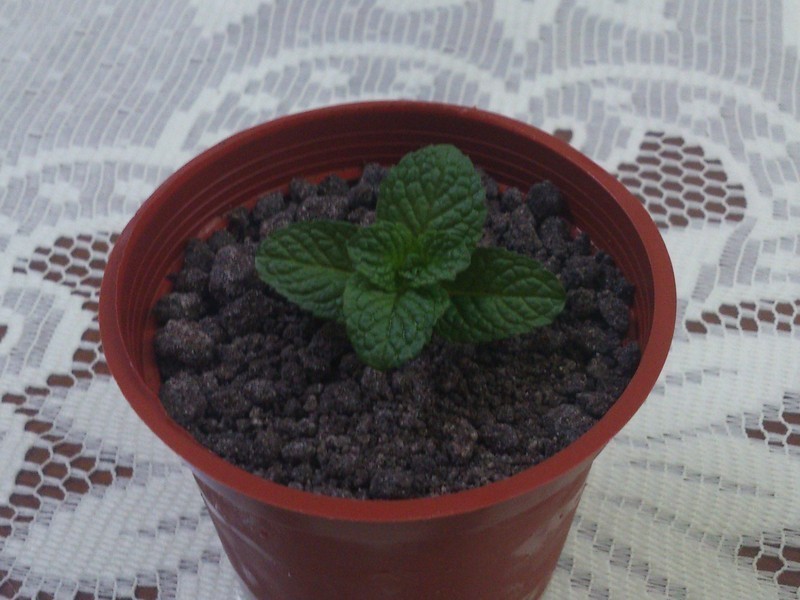 ���Ե��������