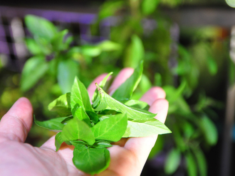 ������������Ϻ������������