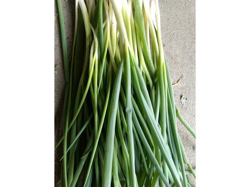 ���ˤο���˾�����������