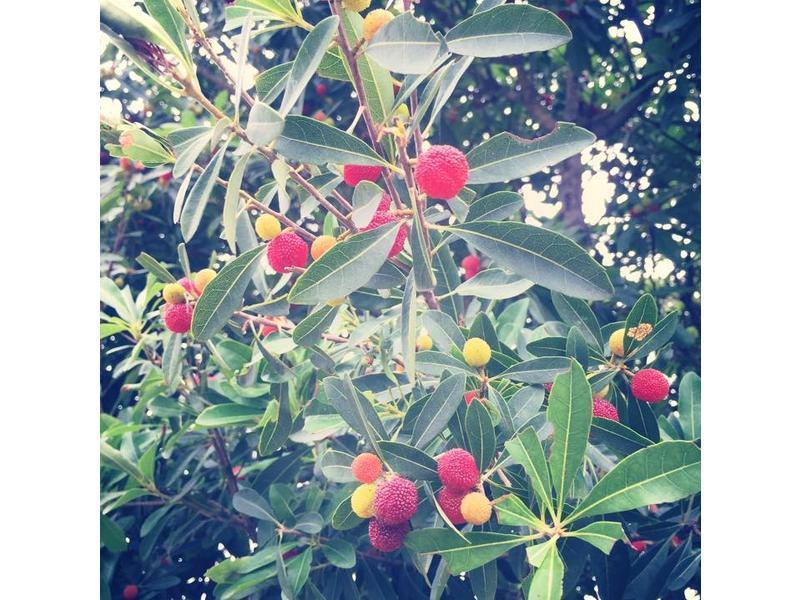 ����ƀ���Ƶ�����