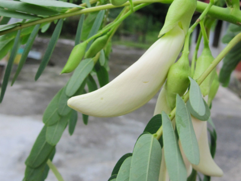 ?̩̩��ʳ�г���?̩ʽ�ܿ�����Ϻ��������