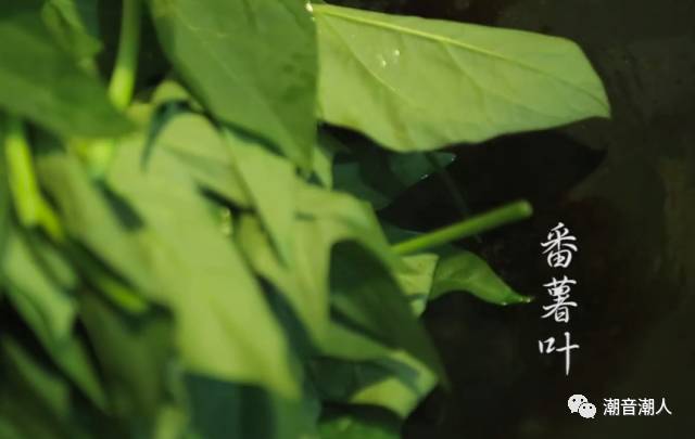 �����峴����Ҷ������