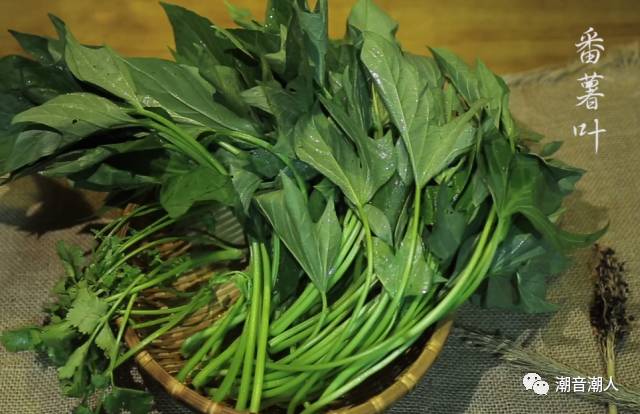 �����峴����Ҷ������