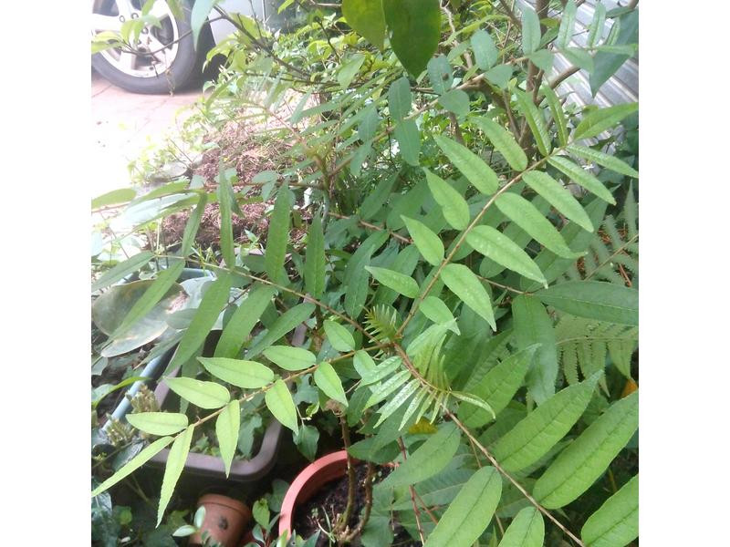 �̴����󷹵�����