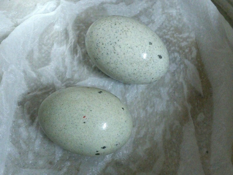 Ƥ�������ࣨ���չ���������