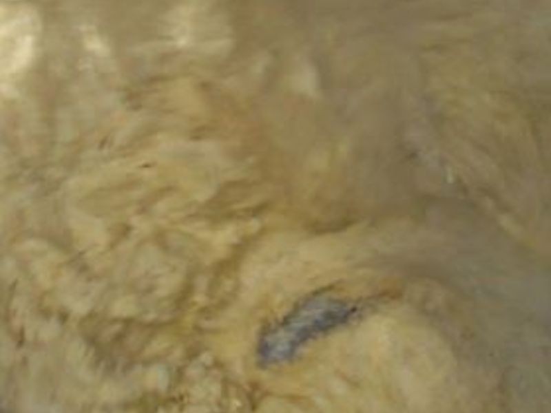 ɳ����ݮ���춹���������