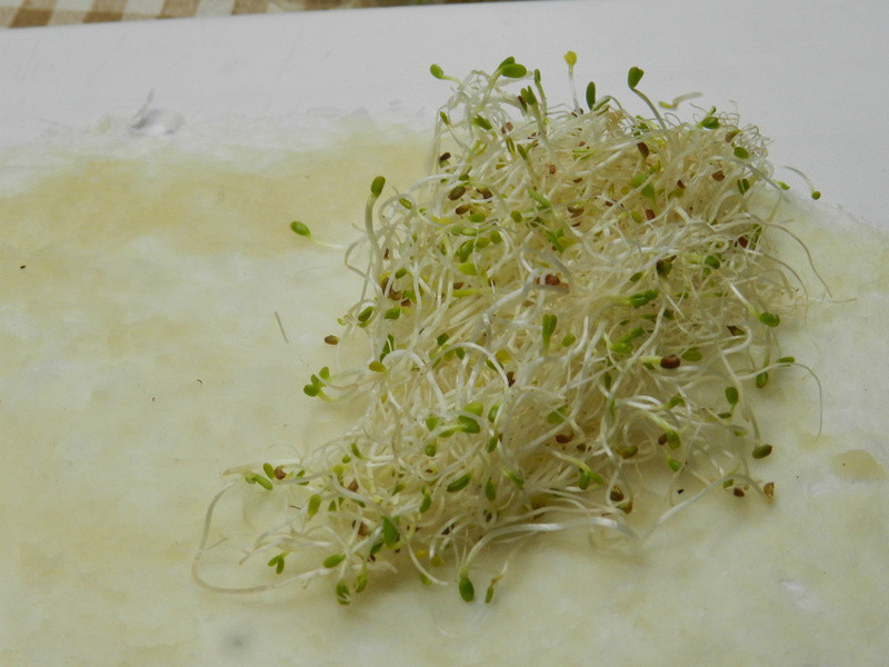 ��ݮ�Ͱ�ӥ������~������ݮ�����������