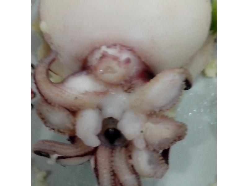 ��������ʳ������ʿ��֦�������������ص�����