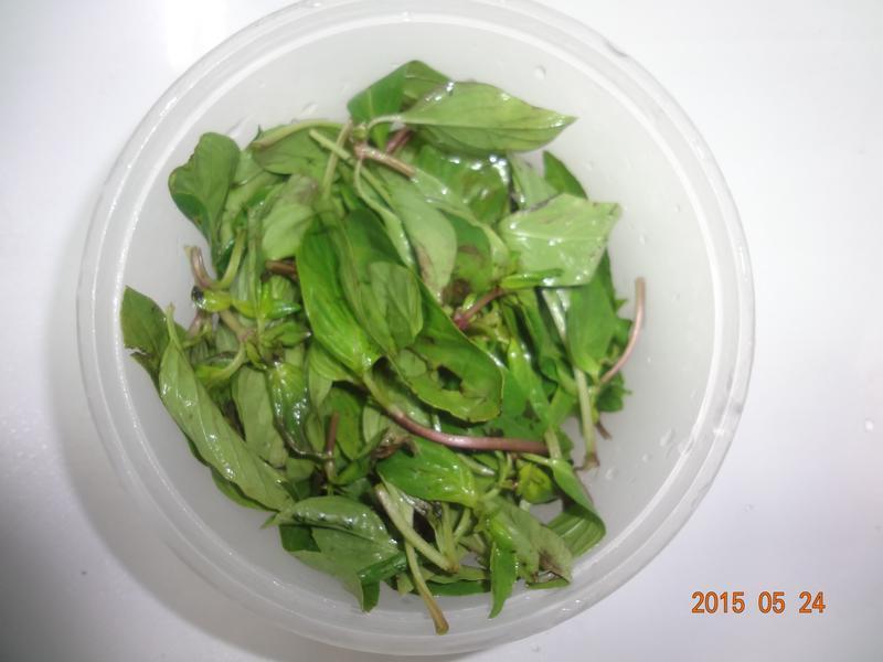 ����̩ʽ���躣�ʵ�����