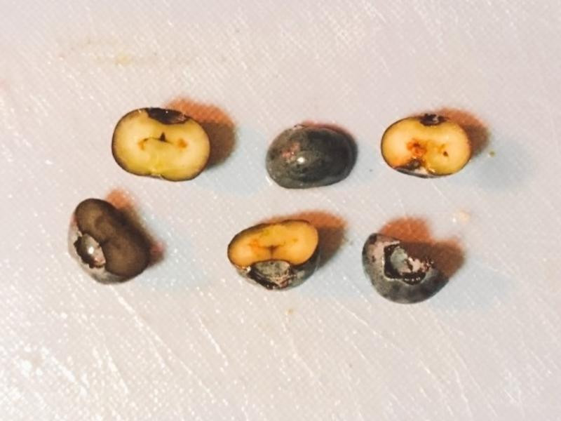 ������ݮ��������